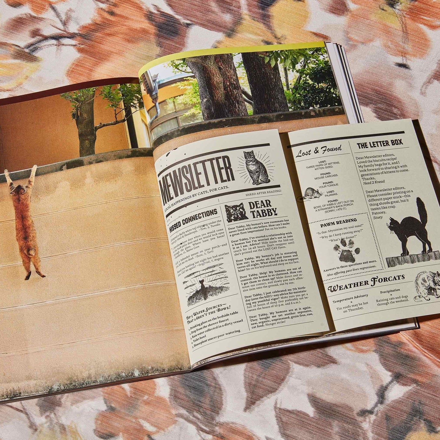 🔥Last Day 49% OFF - 🐱 Catnip Magazine Series